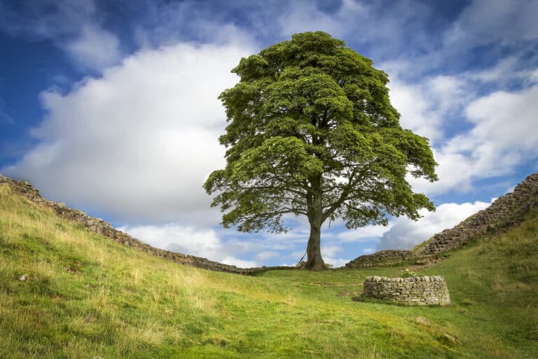 Iconic Sycamore Gap tree in Northumberland “deliberately felled”