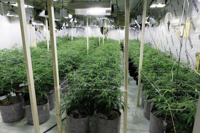 £1 million cannabis farm seized in Oldham