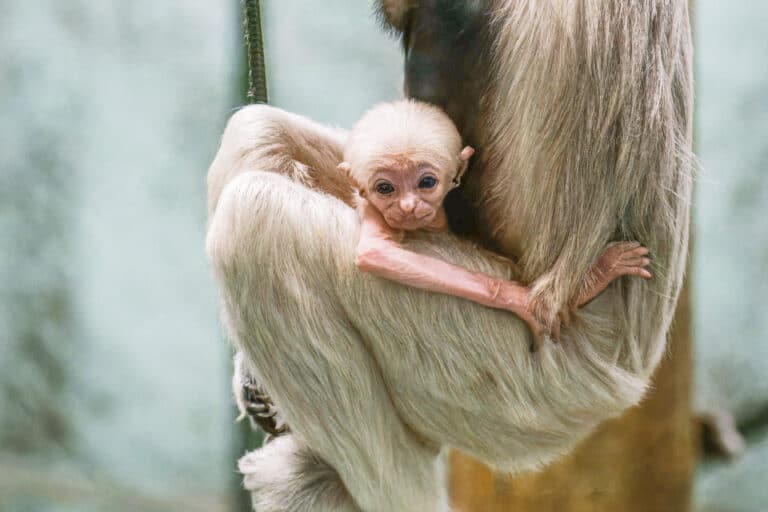 New baby gibbon arrives at Twycross Zoo