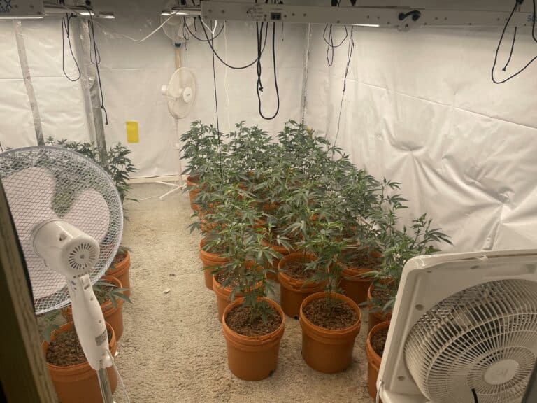 Cannabis farm discovered and arrest made in Rochdale