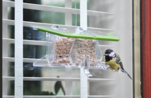 window feeder great tit2